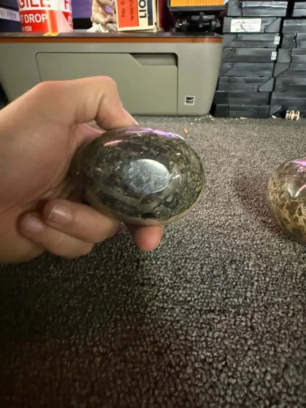 Set of Two Polished Orthoceras Fossil Marble Eggs